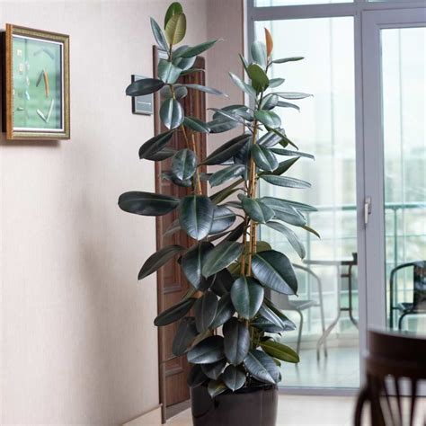 rubber ficus elastica care